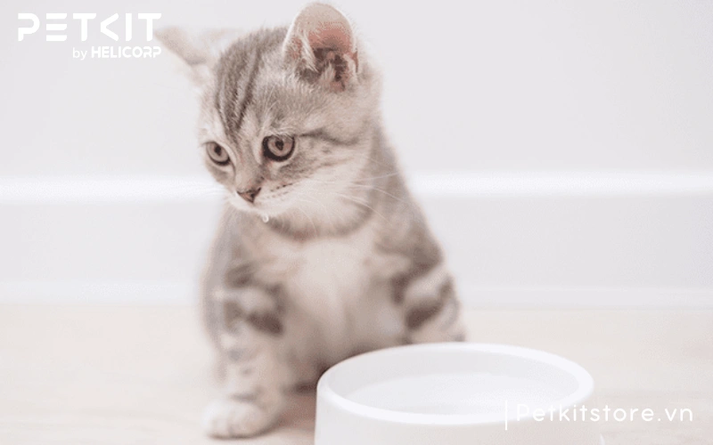 Khi nuôi mèo cần chuẩn bị gì