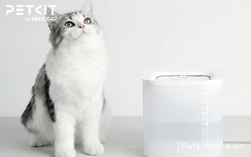 Máy lọc nước tự động PETKIT SOLO SE giúp mèo uống nước nhiều hơn