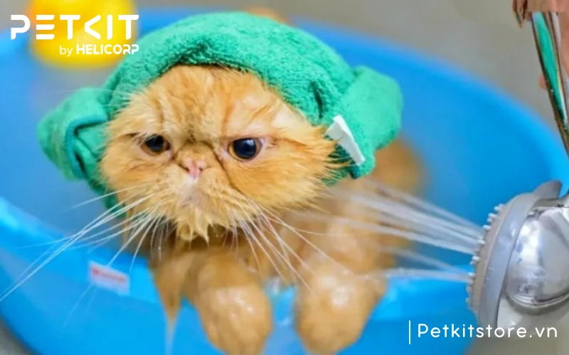 Tắm cho mèo tại nhà giúp tiết kiệm chi phí