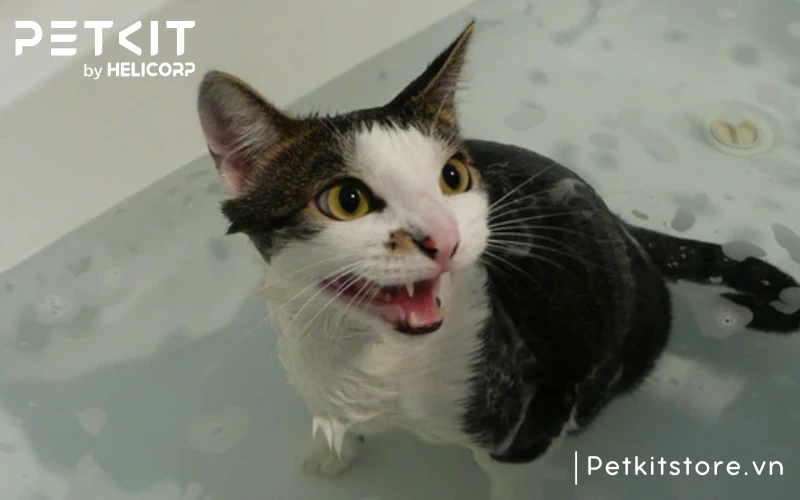 Tắm không đúng cách khiến mèo khó chịu và không được thoải mái