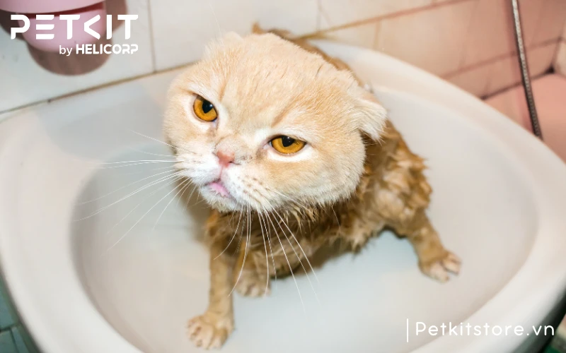 Dịch vụ tắm mèo giúp tiết kiệm thời gian công sức tắm mèo