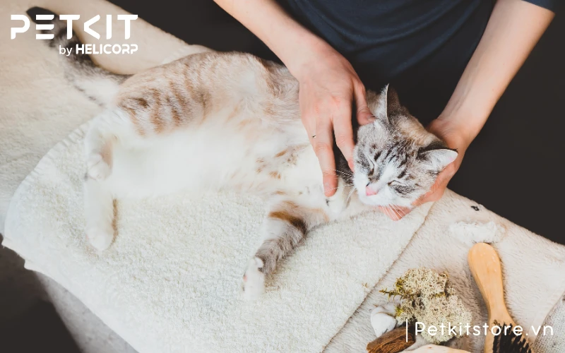 Sử dụng chung thiết bị ở spa mèo không an toàn