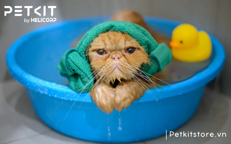 Dựa vào tính cách của mèo mà lựa chọn hình thức tắm