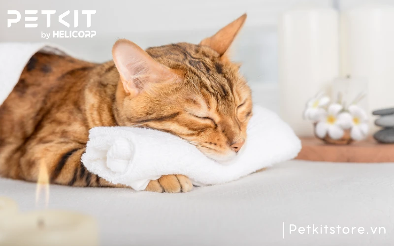 Kết hợp tắm tại nhà và dịch vụ tắm cho mèo để mang lại sự tiện lợi cho bạn và mèo