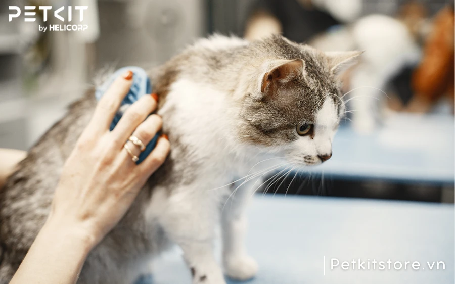 Chải lông cho cho mèo