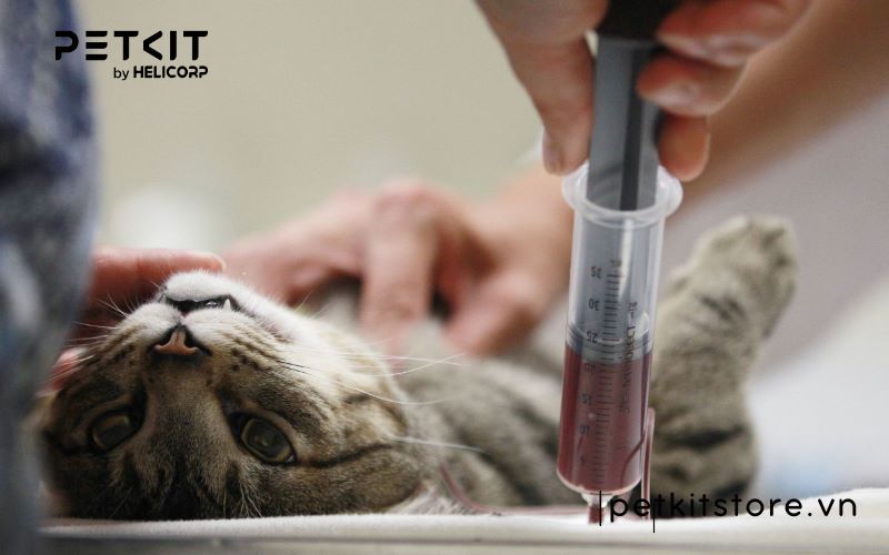 bệnh fip có chữa được không