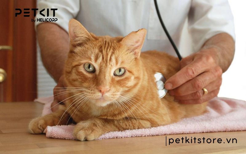 bệnh fip có chữa được không