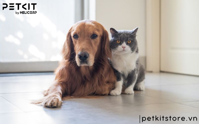 Bệnh FIP của mèo có lây không và lây thông qua đường nào?