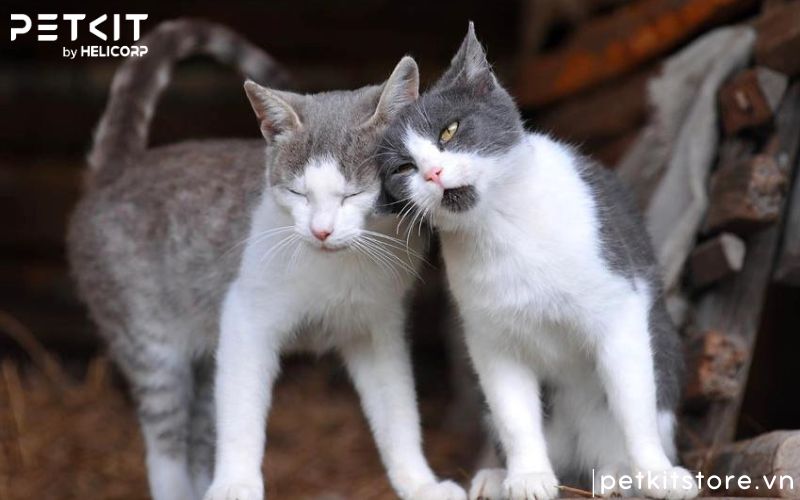 Bệnh FIP của mèo có lây không và lây thông qua đường nào?