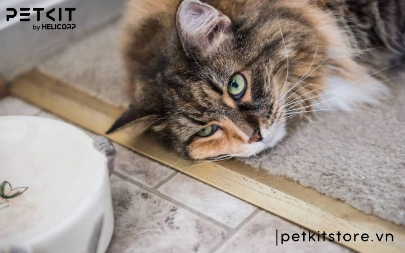 Dấu hiệu bệnh FIP ở mèo