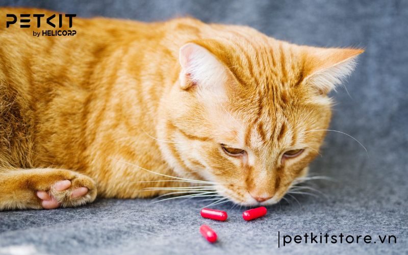 Bệnh FIP ở mèo là bệnh gì