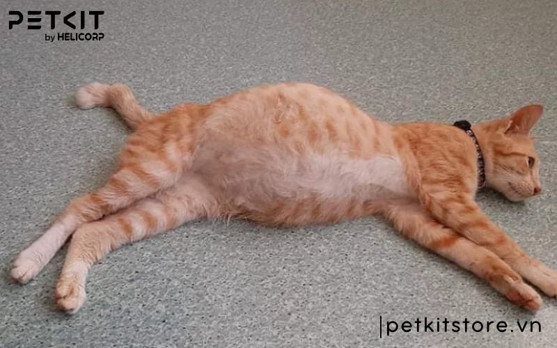 mèo bị fip - các bệnh thường gặp ở mèo