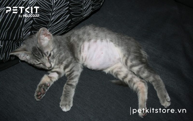 bệnh fip ở mèo lây qua đường nào