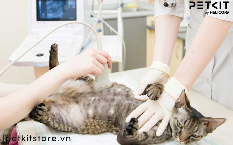 Bệnh FIP ở mèo là bệnh gì