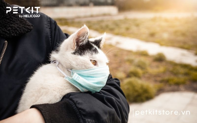 bệnh fip ở mèo lây qua đường nào