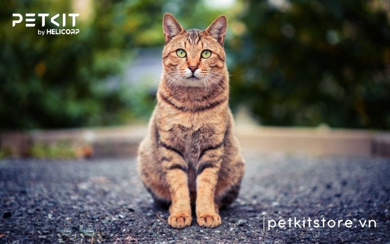 bệnh fip ở mèo lây qua đường nào