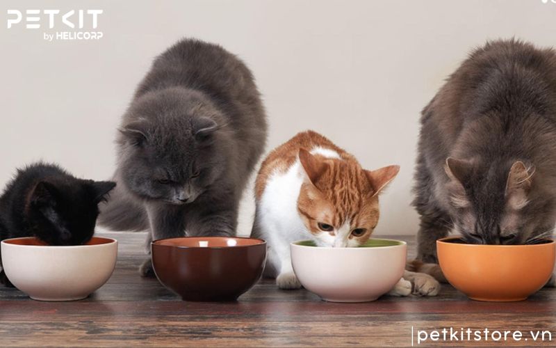 Bệnh giảm bạch cầu ở mèo có lây không