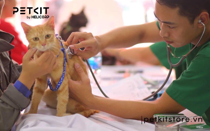 bệnh fip có chữa được không