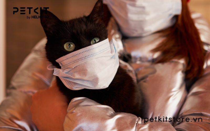 Bệnh giảm bạch cầu ở mèo có chữa được không?