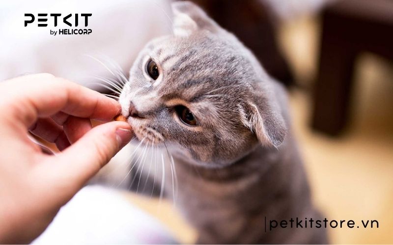 Bệnh giảm bạch cầu ở mèo có chữa được không?