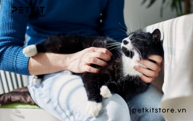 Bệnh giảm bạch cầu ở mèo có chữa được không?