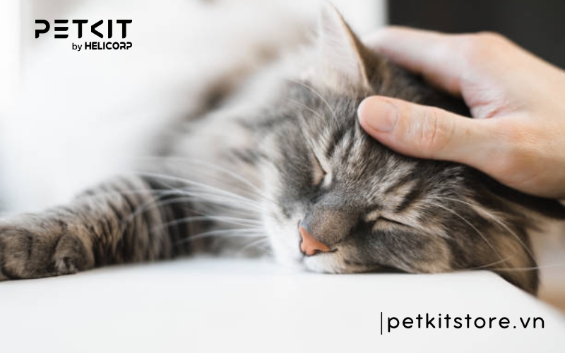 Bệnh giảm bạch cầu ở mèo là gì