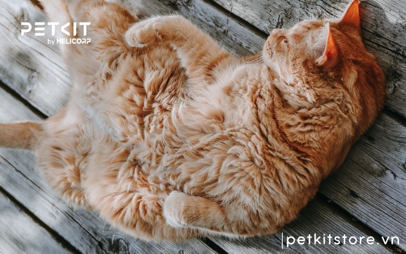 Các bệnh về da ở mèo