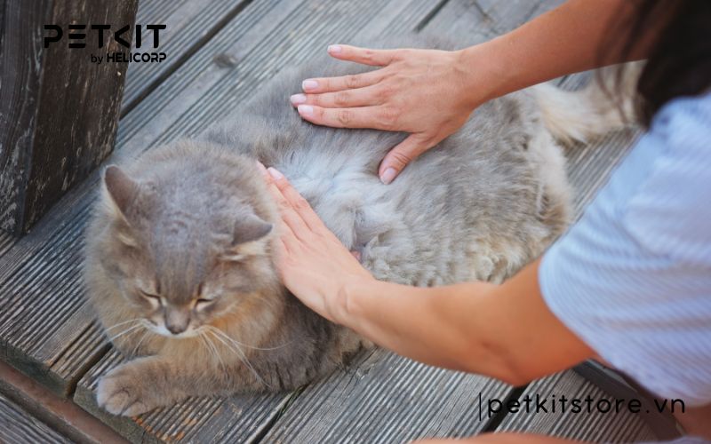 Hít phải lông mèo có sao không