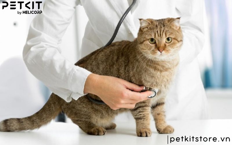 mèo đi vệ sinh mấy lần 1 ngày