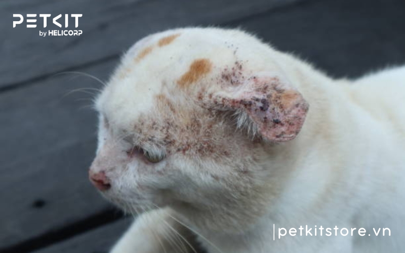 Mèo bị nấm có lây sang người không?