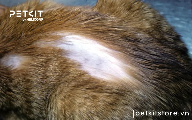 Các bệnh về da ở mèo