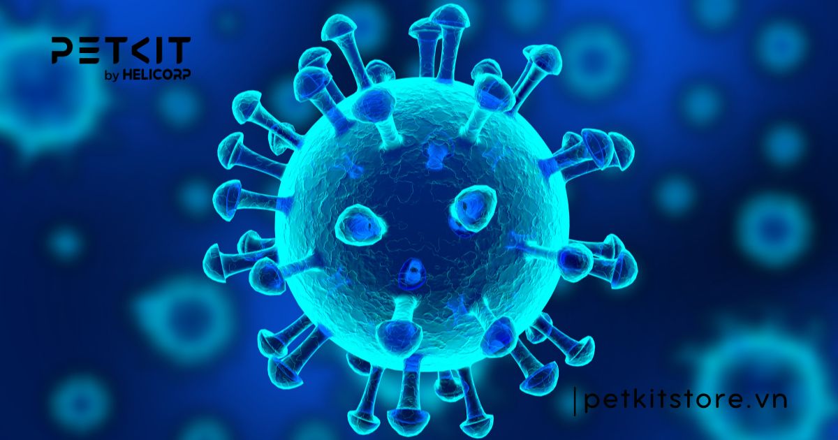 5 bệnh truyền nhiễm ở mèo mà Sen nên lưu ý