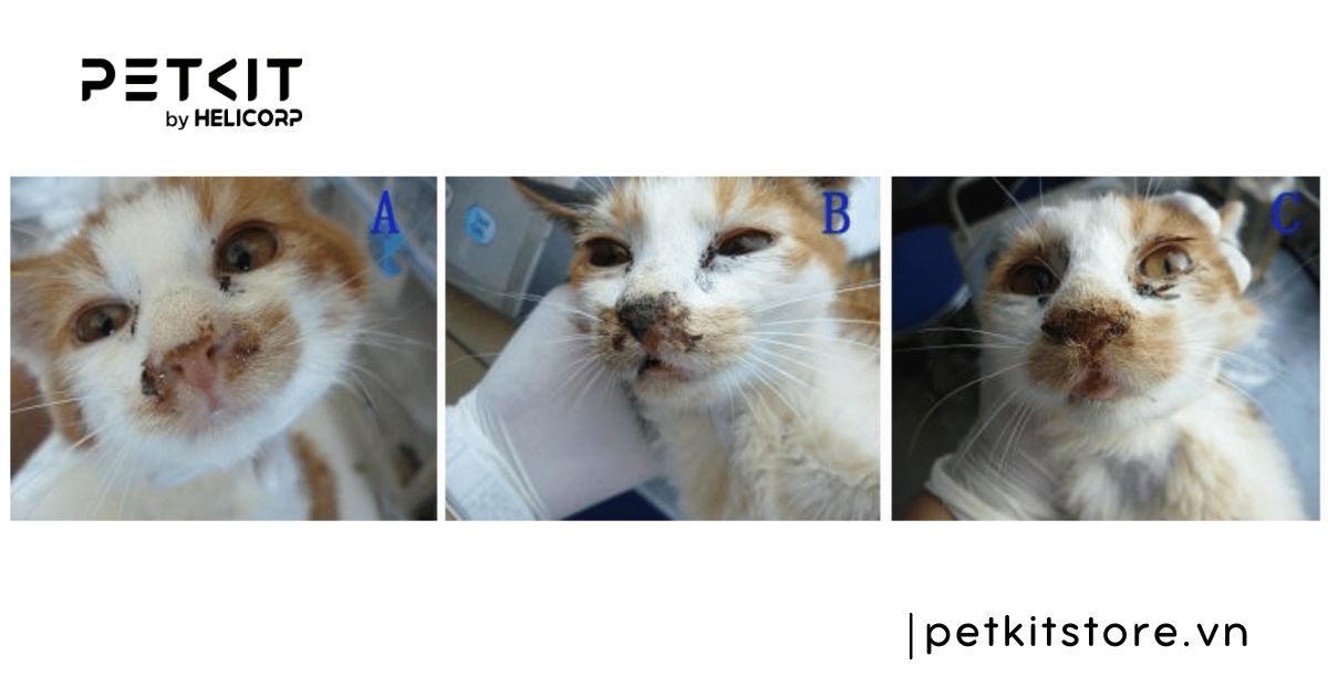 5 bệnh truyền nhiễm ở mèo mà Sen nên lưu ý