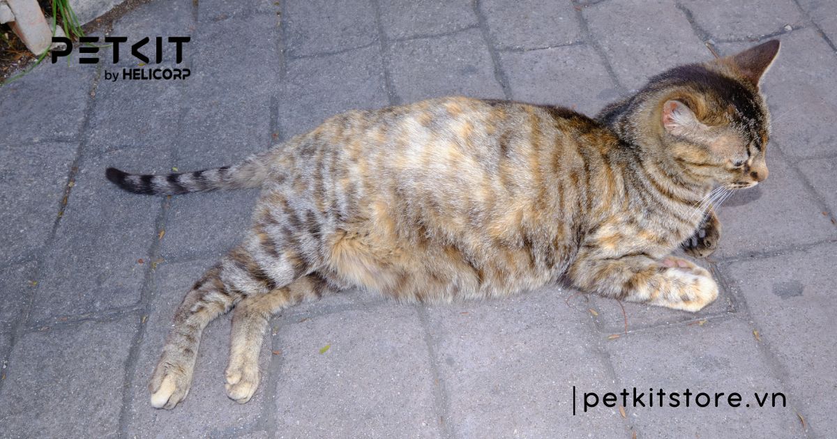 5 bệnh truyền nhiễm ở mèo mà Sen nên lưu ý