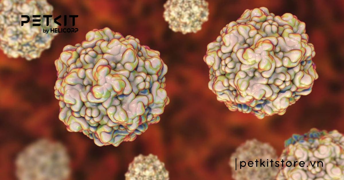 5 bệnh truyền nhiễm ở mèo mà Sen nên lưu ý