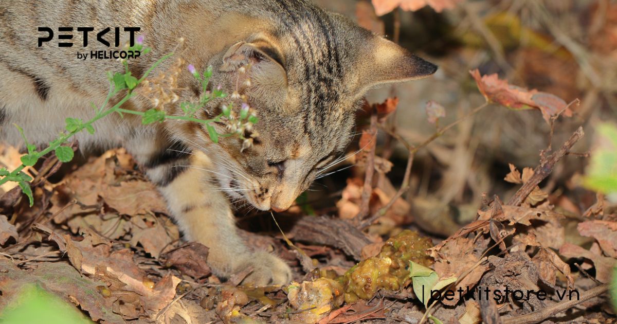 5 bệnh truyền nhiễm ở mèo mà Sen nên lưu ý