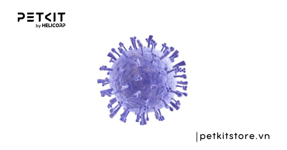 5 bệnh truyền nhiễm ở mèo mà Sen nên lưu ý