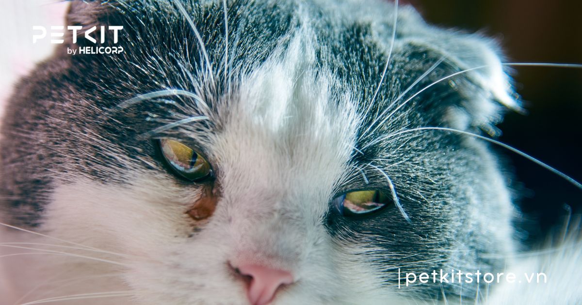 5 bệnh truyền nhiễm ở mèo mà Sen nên lưu ý