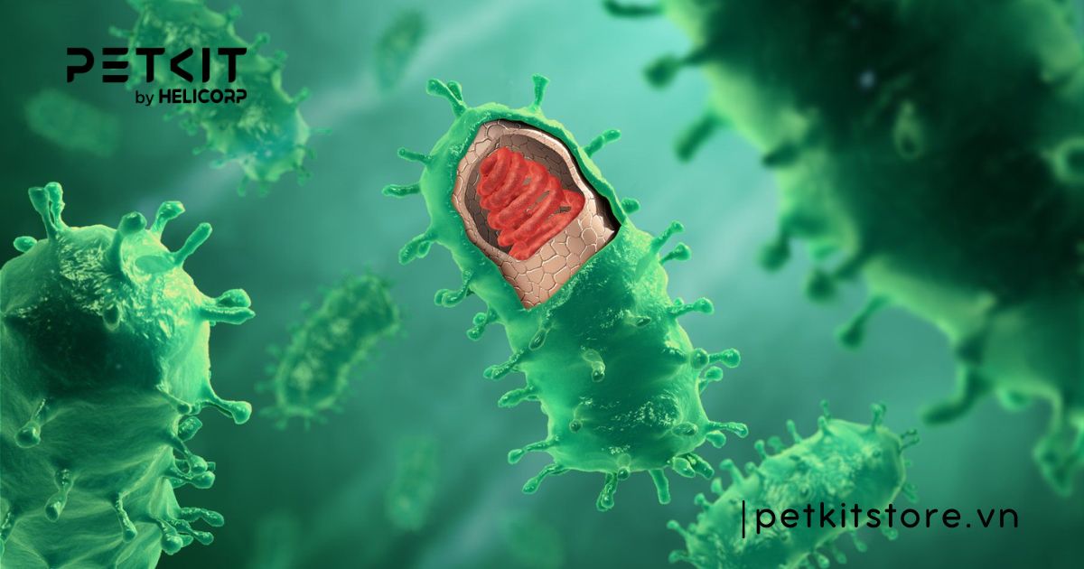 5 bệnh truyền nhiễm ở mèo mà Sen nên lưu ý