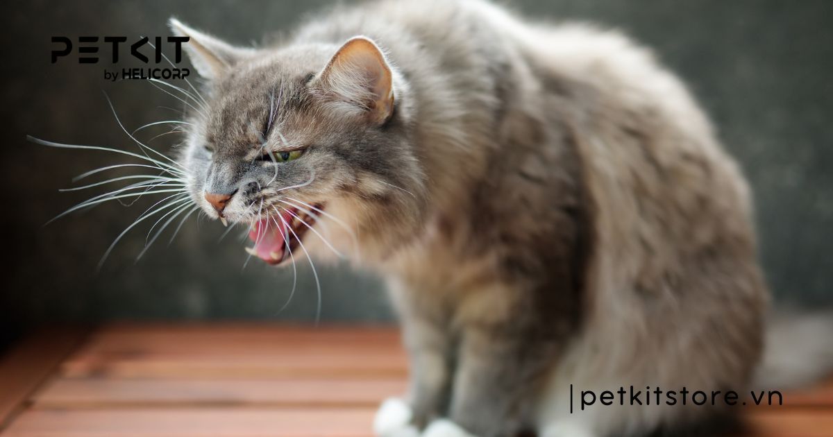 5 bệnh truyền nhiễm ở mèo mà Sen nên lưu ý