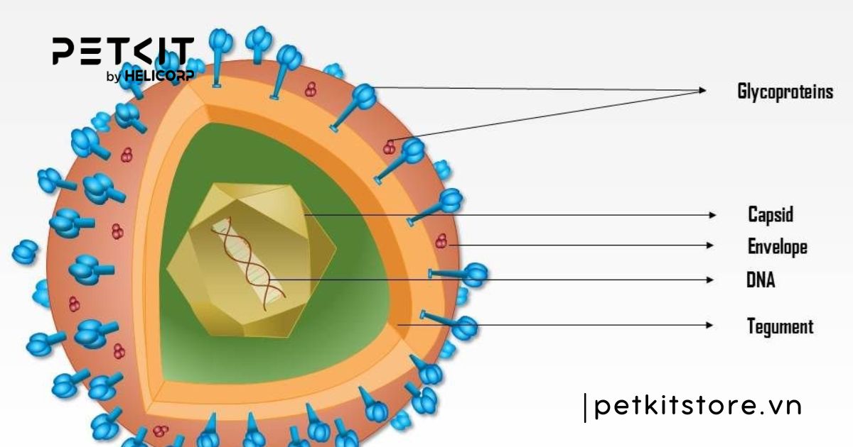 5 bệnh truyền nhiễm ở mèo mà Sen nên lưu ý