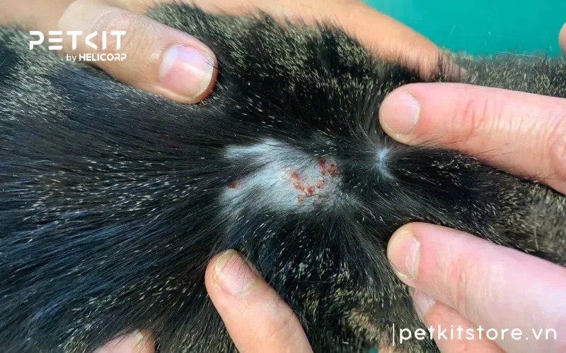 Các bệnh về da ở mèo