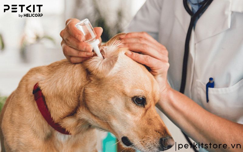 Lồng sấy lông chó mèo , máy sấy lông chó mèo