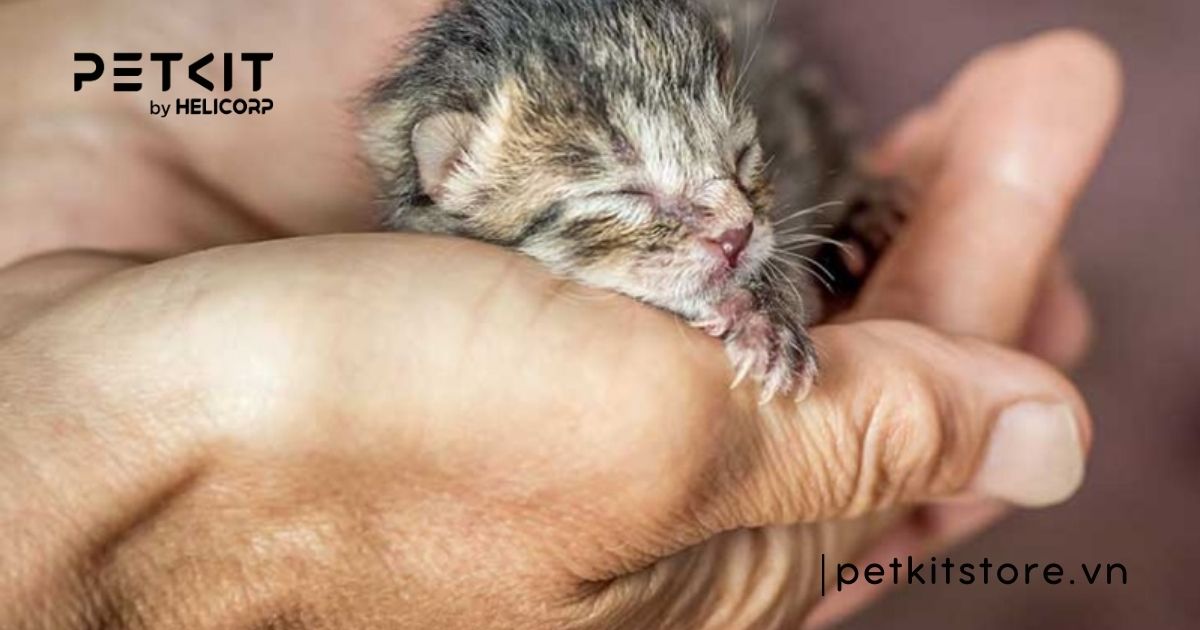 Cách chăm sóc mèo con sinh non khỏe mạnh