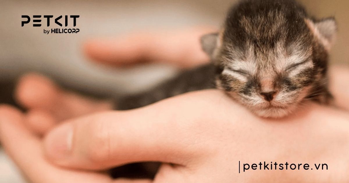 Cách chăm sóc mèo con sinh non khỏe mạnh