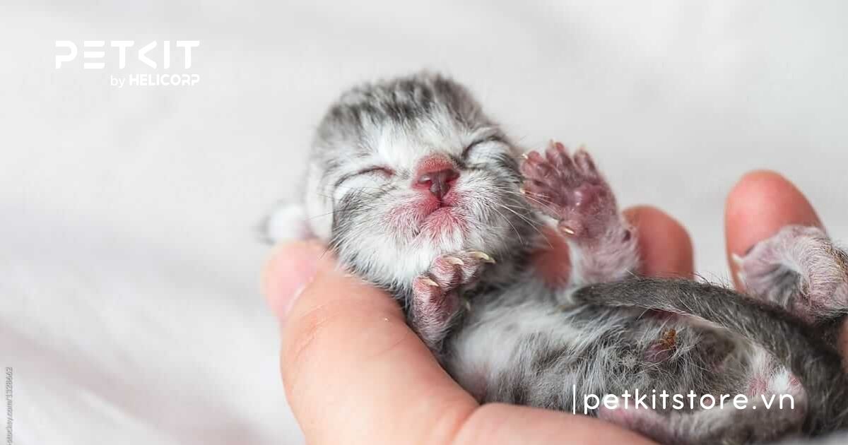 Cách chăm sóc mèo con sinh non khỏe mạnh