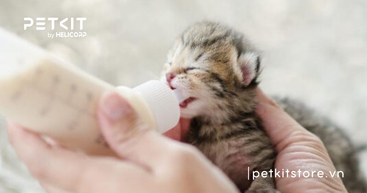 Cách chăm sóc mèo con sinh non khỏe mạnh
