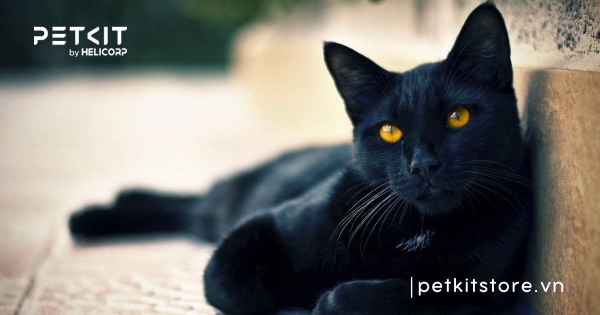 các giống mèo ta ở việt nam - Mèo mun