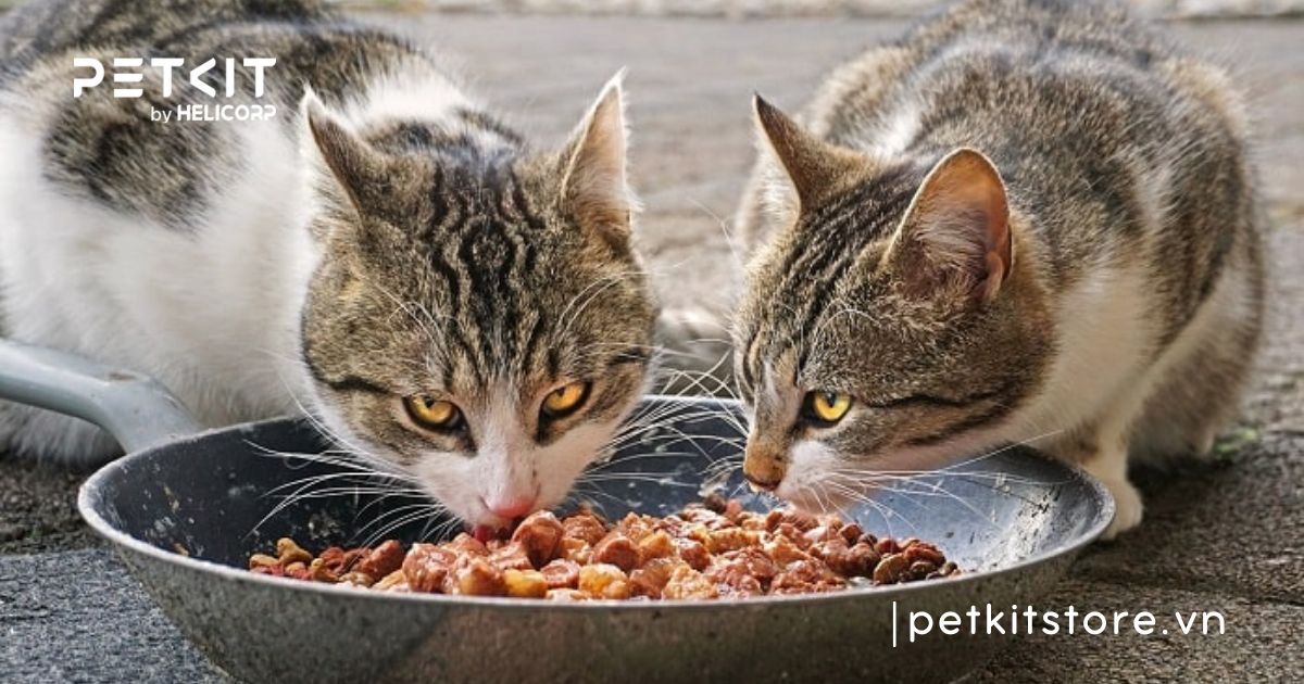 các giống mèo ta ở việt nam