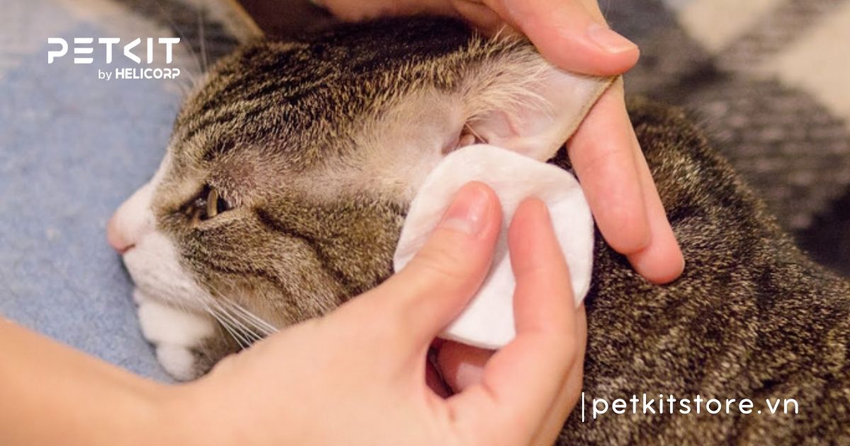 các giống mèo ta ở việt nam